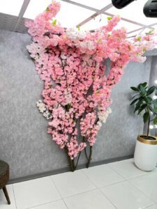 قیمت درخت شکوفه